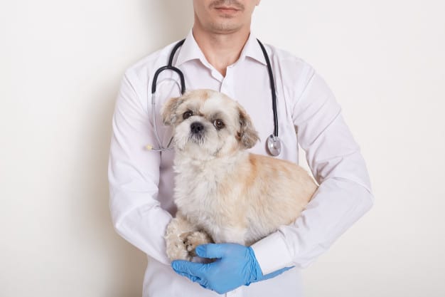 cão no veterinário
