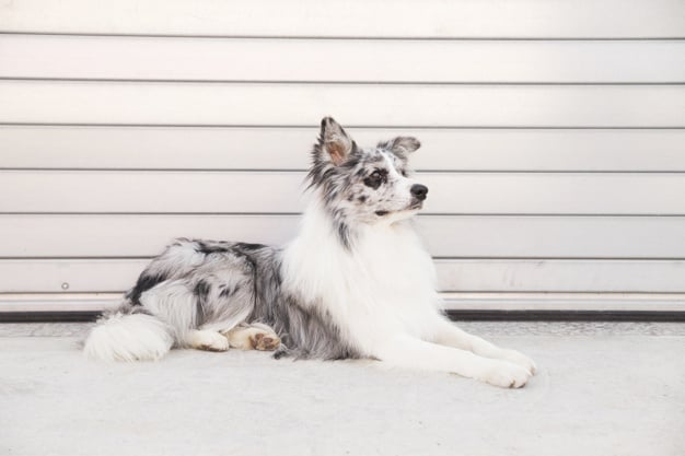 Cão border collie