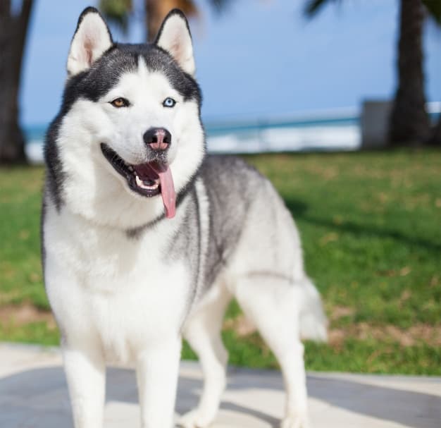 Husky Siberiano cachorro preto e branco
