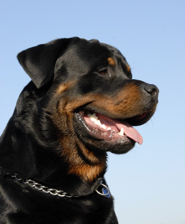 Rottweiler Cabeça de Touro