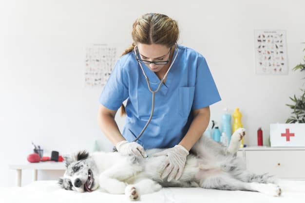 check-up para cães idosos