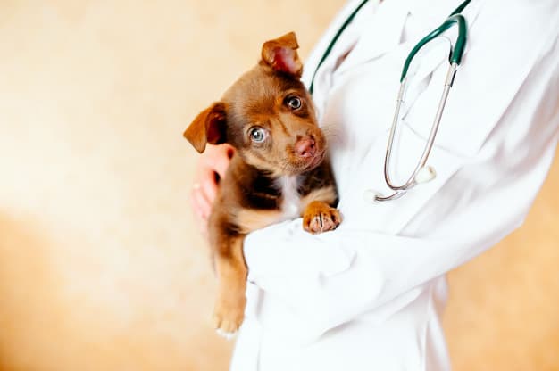 cão no colo da veterinária