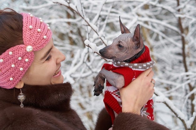 Xoloitzcuintle: A raça que é o tesouro nacional do México 2 xoloitzcuintli