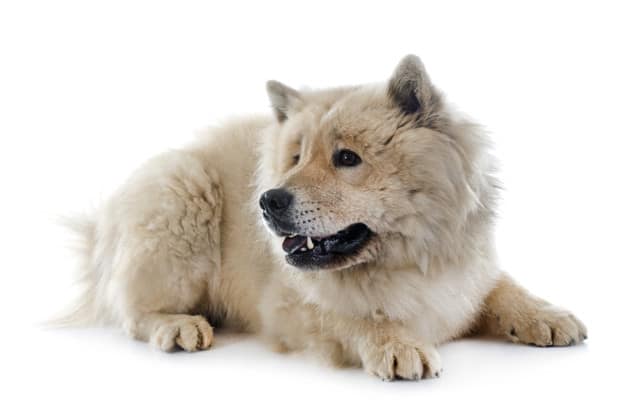 raças de cachorros alemães