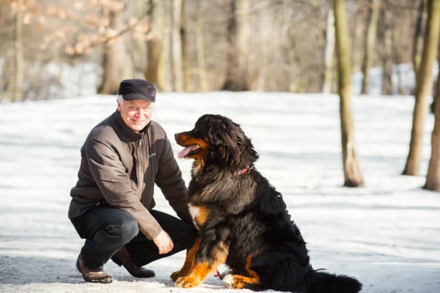 Homem brincando com Bernese Mountain Dog