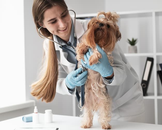 veterinária segurando o dog