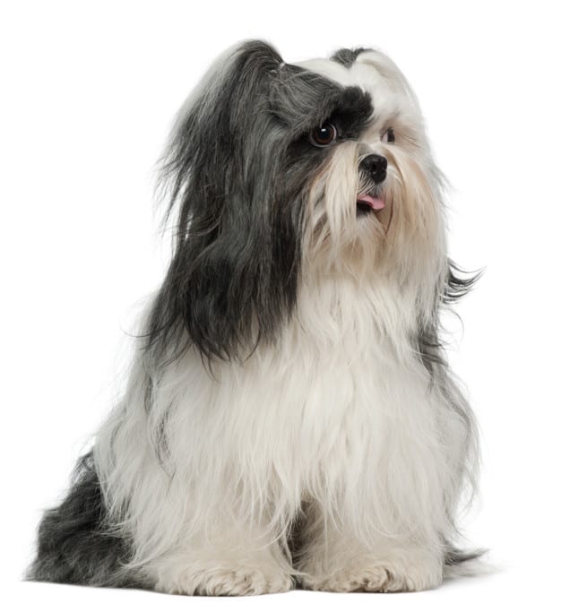 Lhasa Apso