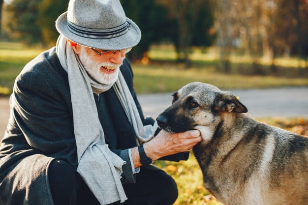 novos aprendizados para cães idosos