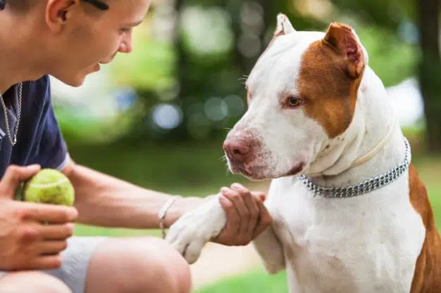 pitbull brincando