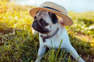 cachorro com chapéu - Foto: Freepik