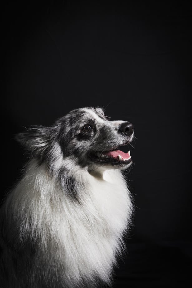 Nomes para border collie: 51 Opções de nomes 1 nomes para border collie