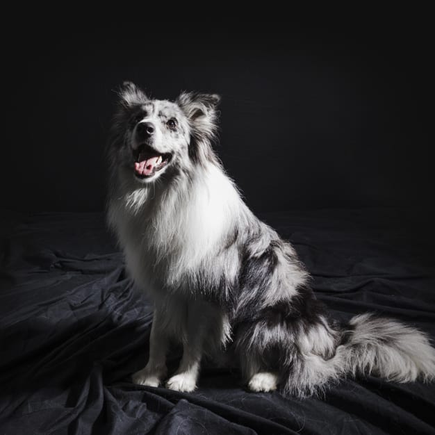 Border collie cachorro preto e branco