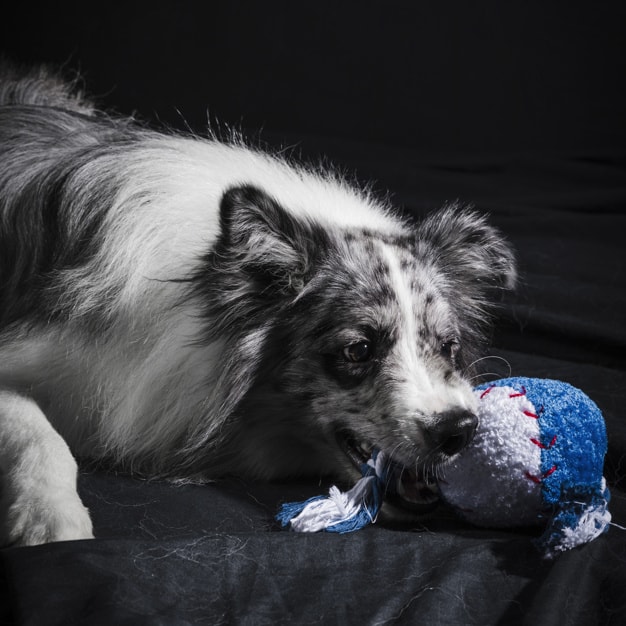 retrato de cute border collie cao 23 2148105390