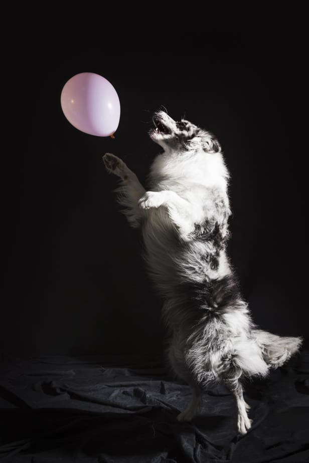 retrato de cute border collie cao 23 2148105395