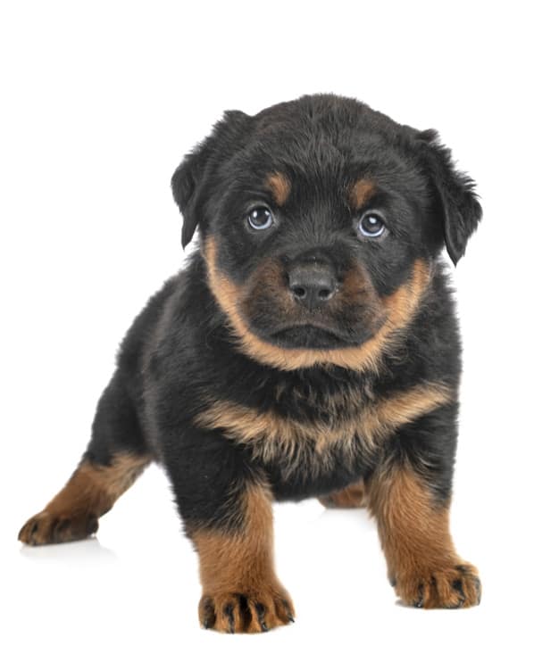 Nomes para Rottweiler: 75 Nomes engraçados, bonitos e marcantes 3 Filhote de Rottweiler