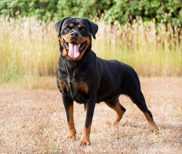 Rottweiler altura