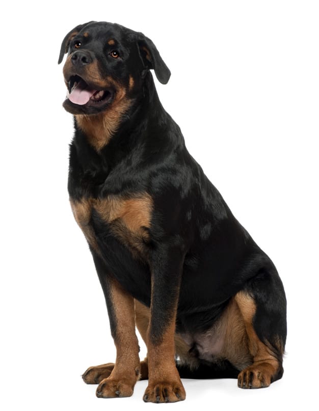 Nomes para Rottweiler: 75 Nomes engraçados, bonitos e marcantes 1 rottweiller com 7 anos retrato de cachorro isolado 191971 2356