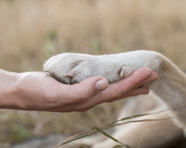 patas de cachorro