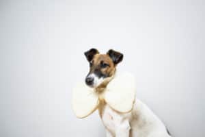 Toy Fox Terrier - Foto: Freepik