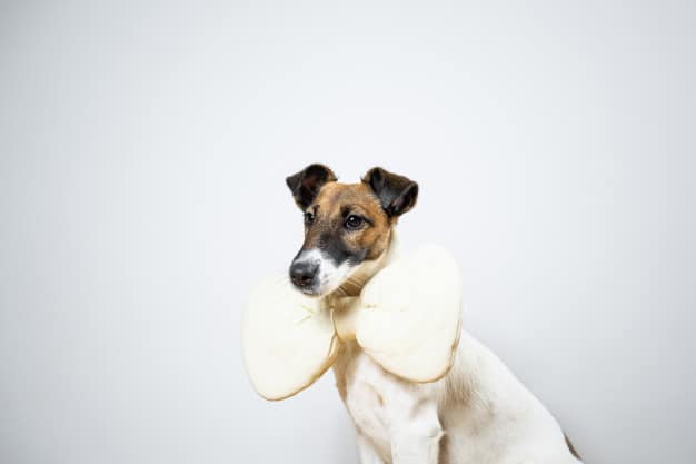 Toy Fox Terrier raças de cachorro americano