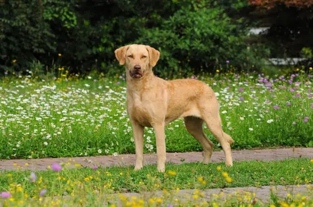 Chesapeake Bay Retriever raças de cachorro americano