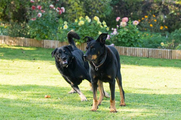 Dois cachorros brincando