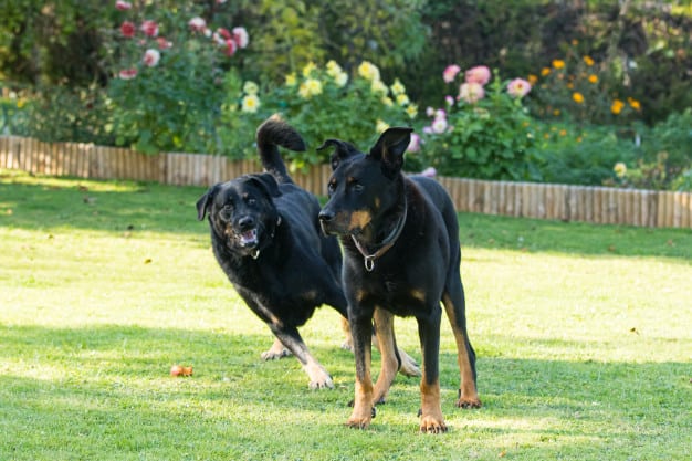 Dois Pastores de Beauce brincando