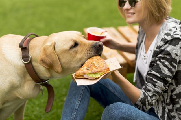 cachorro comendo pão