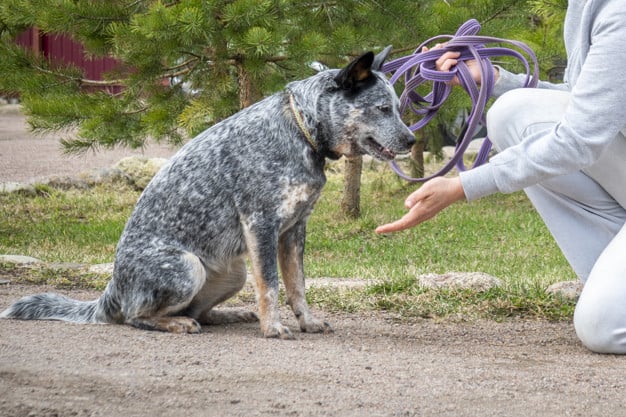 treinamento do Blue Heeler