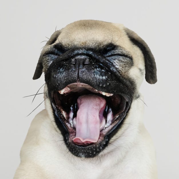 Cachorro troca de dente