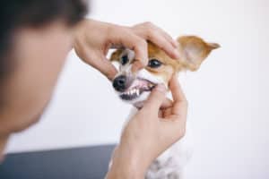 Cachorro de boca aberta - Foto: Freepik