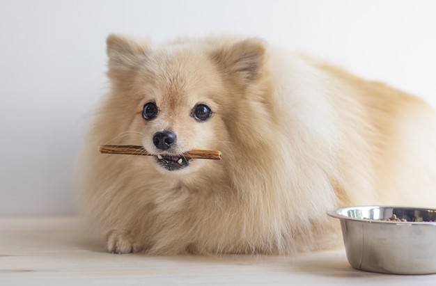 ração de cachorro adulto para filhote