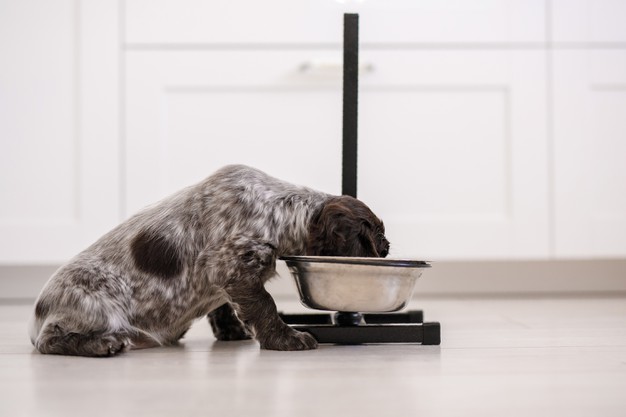 ração de cachorro adulto para filhote