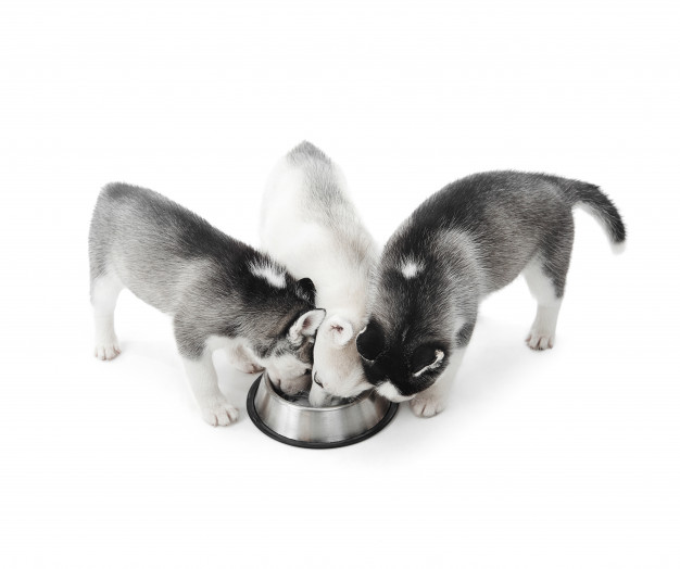 cães filhotes comendo