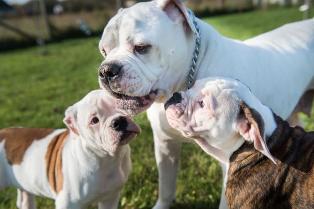 Buldogue Americano: sinônimo de lealdade e dedicação 6 Filhotes de Buldogue Americano