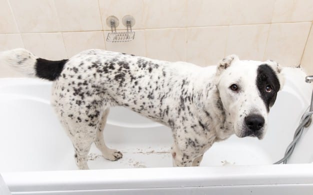 Cachorro na banheira
