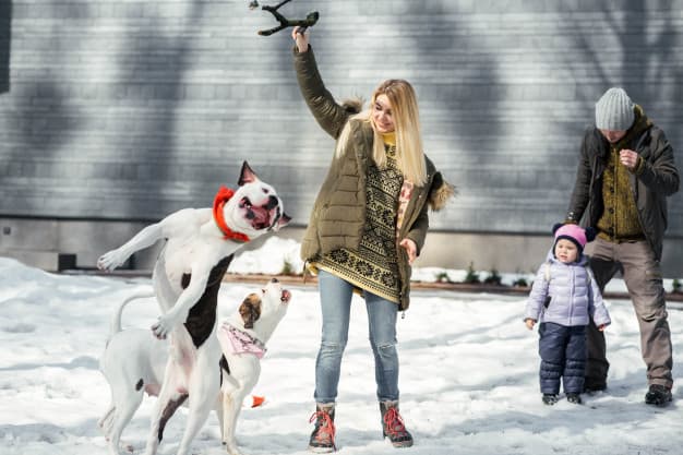 Buldogue Americano: sinônimo de lealdade e dedicação 4 Mulher brincando com seu cachorro