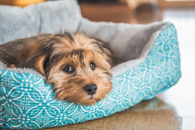 ajudar um cachorro a dormir a noite toda