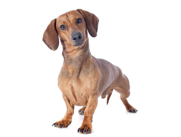 cachorro orelhudo