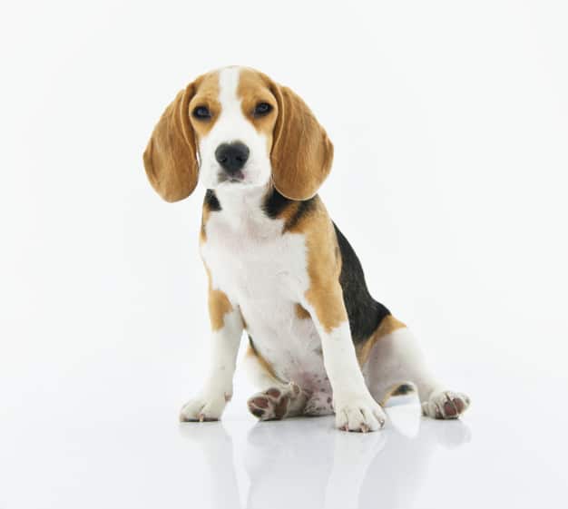cachorro orelhudo 3