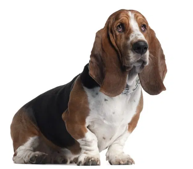 cachorro orelhudo 4