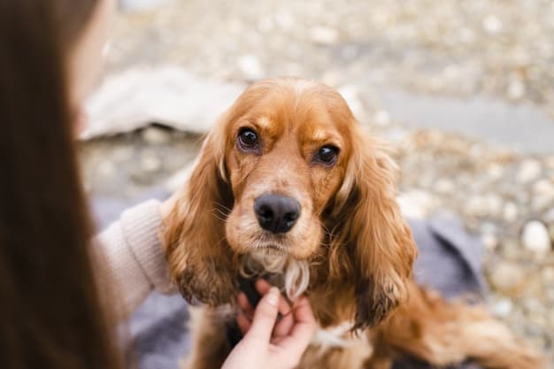 cão cocker spaniel