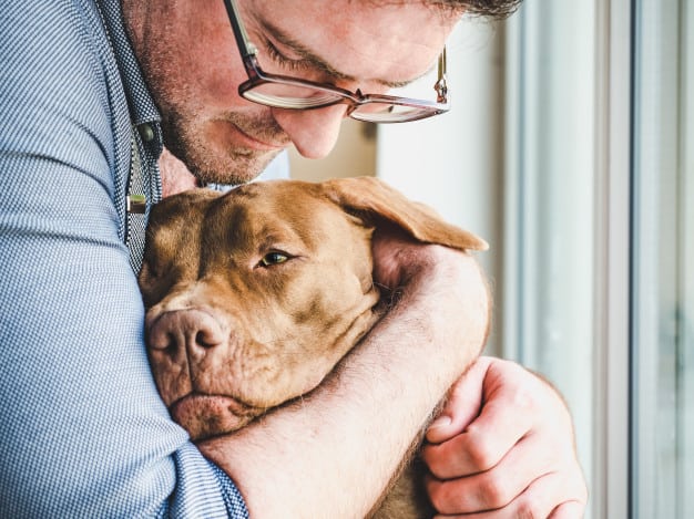 Música relaxante para cães ansiosos