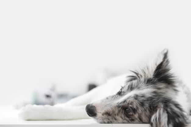 Possíveis causas de morte súbita em cães