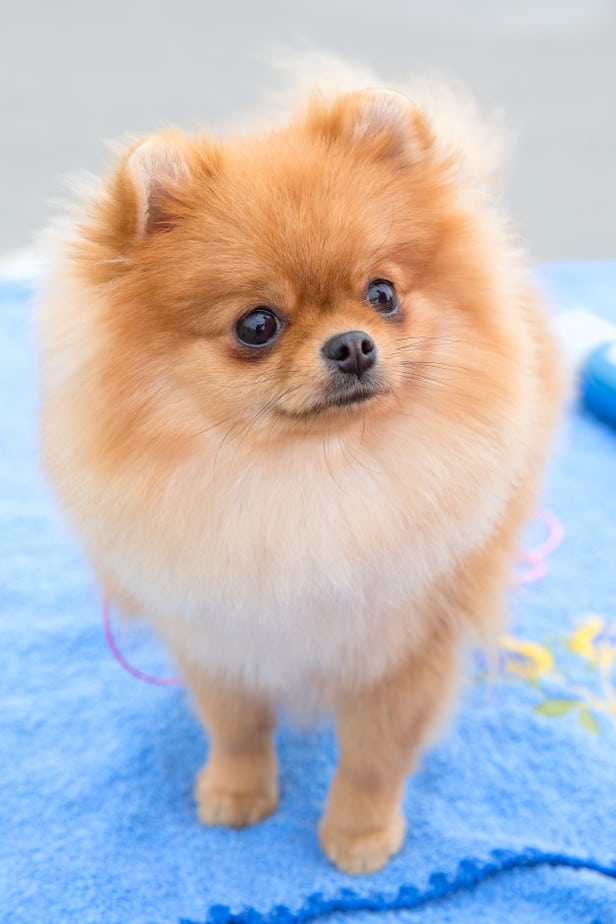 Tosa Lulu da Pomerania: Saiba tudo sobre a toda desse cão 1 Lulu da Pomerania