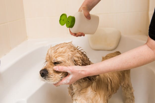 Shampoo para cachorro