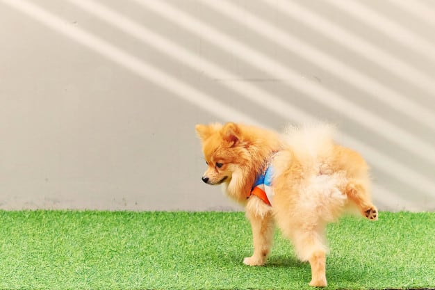 infecção urinária em cachorro