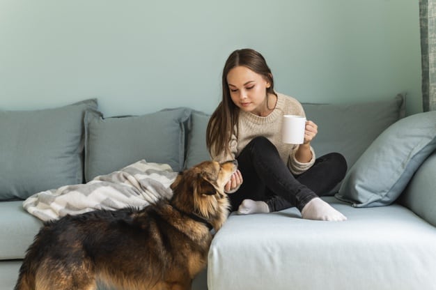 Leptospirose em Cachorro - Sintomas, causas, tratamentos, cuidados e prevenção - Tudo que você precisa saber 1 leptospirose em cachorro