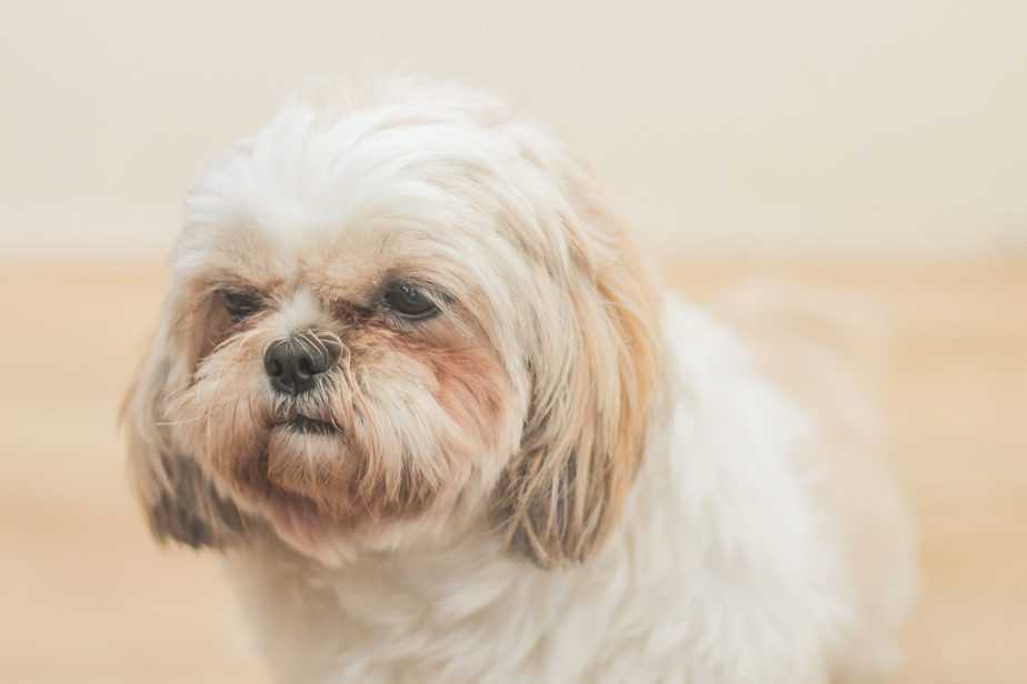 leptospirose em cachorro