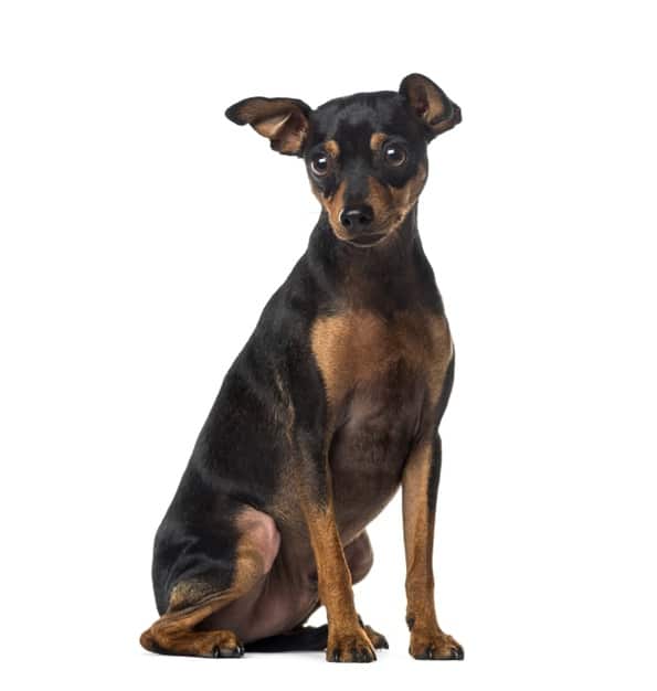 Pinscher 2: um cachorro corajoso e cheio de energia 1 Pinscher